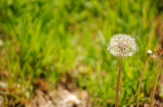 と 芯 は 強い が